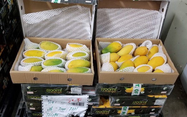 Pakistani mango exports