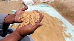 Pakistani Wheat-Export