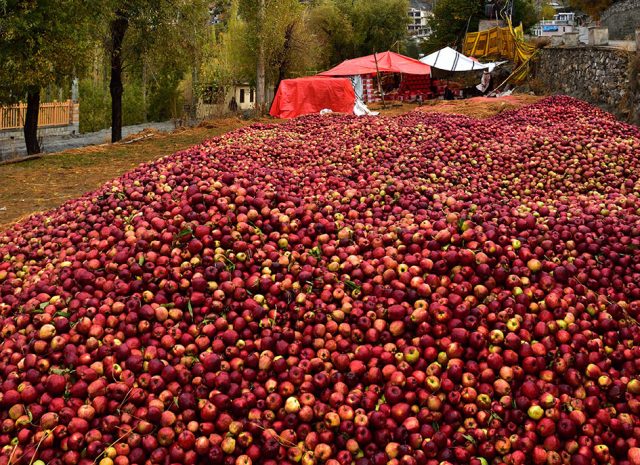 Packing-of-freshly-selected-apples-at-Hunza