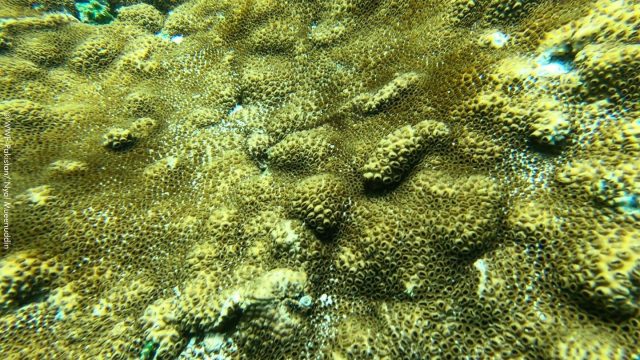 Pakistan is home to beautiful and unique coral reefs