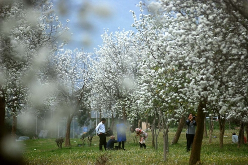 ISLAMABAD Cherry blossom IN spring season
