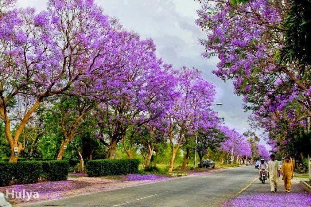 Spring Trees in Islamabad