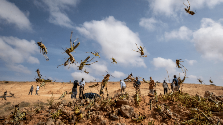 Pakistan acquires Chinese satellite to monitor desert locusts
