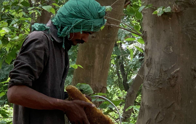 Honey production is rising in Pakistan as more trees planted